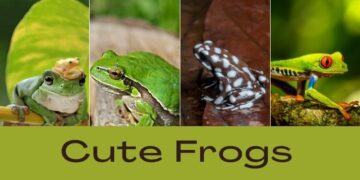 Cute Frogs