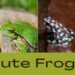 Cute Frogs 101: A Beginner's Guide to Adorable Amphibians Cute Frogs