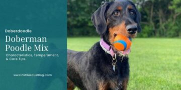 Doberman Poodle Mix