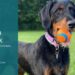 Doberman Poodle Mix