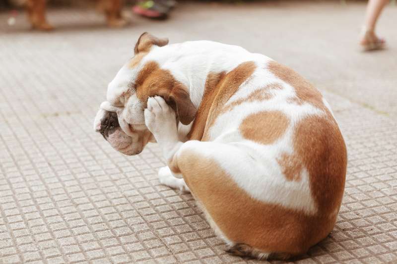 15 Signs Your Dog Has Flea Scratching and Biting
