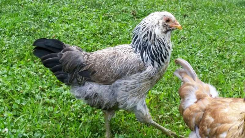 11 Best Chicken Breeds That Lay Blue Eggs Easter Egger
