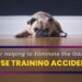 Tips for Helping to Elimate the Odor of House Training Accidents Eliminate the Odor