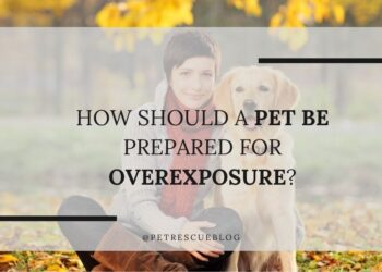 How should a pet be prepared for overexposure