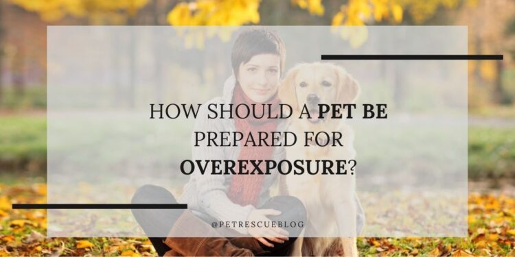 How should a pet be prepared for overexposure