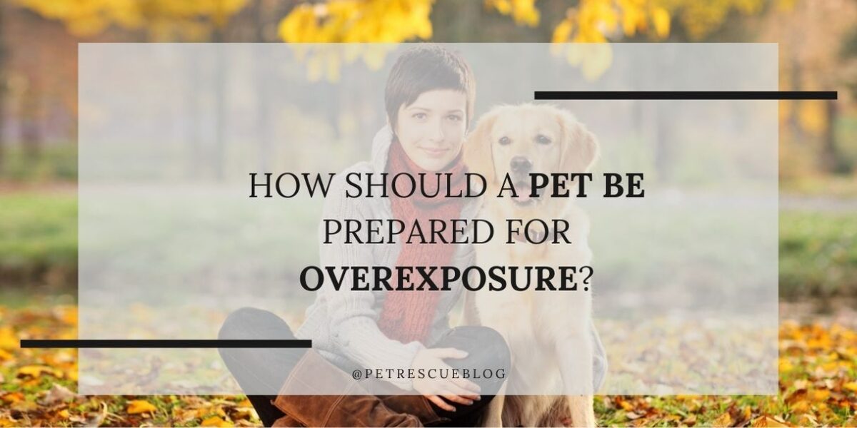 How should a pet be prepared for overexposure