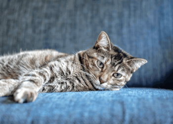 Leaving Cats Alone While On Vacation