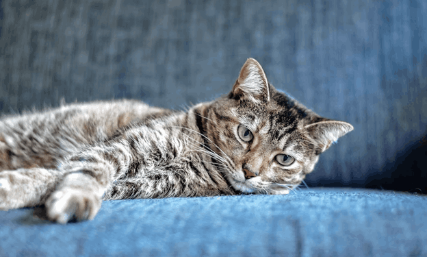 15 Tips To Follow When Leaving Cats Alone While On Vacation Leaving Cats Alone While On Vacation