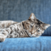 15 Tips To Follow When Leaving Cats Alone While On Vacation Leaving Cats Alone While On Vacation