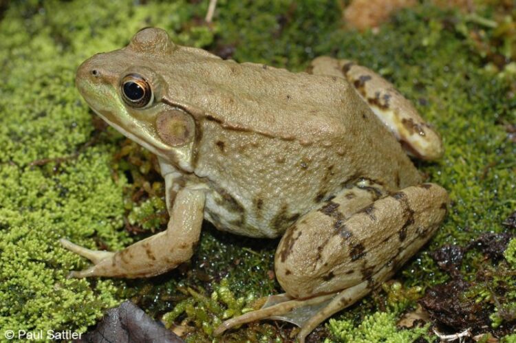 Cute Frogs 101: A Beginner's Guide to Adorable Amphibians Lithobates Clamitans