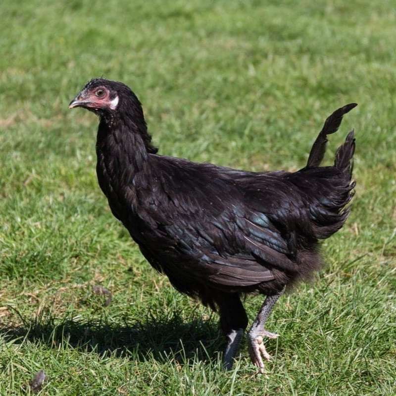 11 Best Chicken Breeds That Lay Blue Eggs Lushi