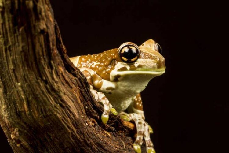 Cute Frogs 101: A Beginner's Guide to Adorable Amphibians Mission Golden-Eyed Tree Frog