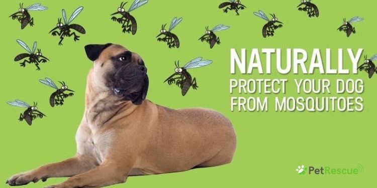 Is It Safe To Sleep With A Mosquito Repellent? Mosquito Repellent