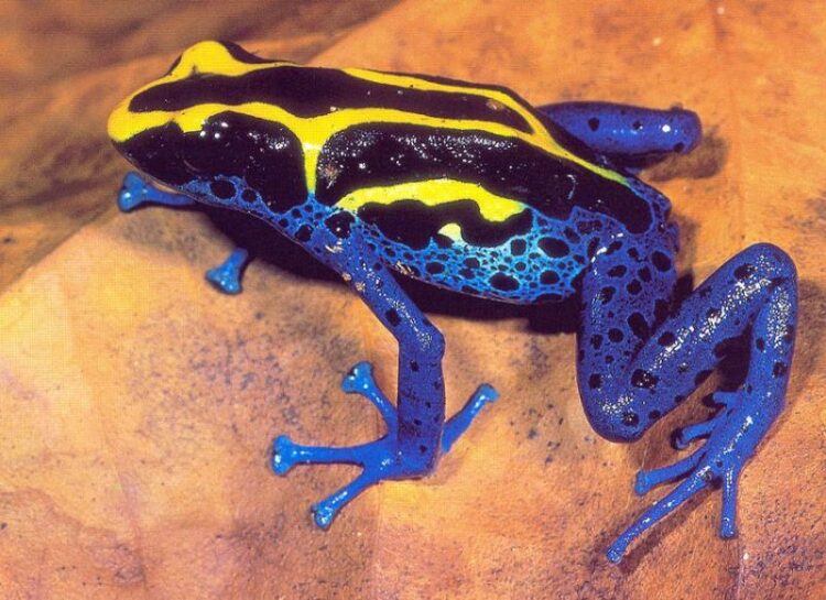 Cute Frogs 101: A Beginner's Guide to Adorable Amphibians Poison Dart Frog