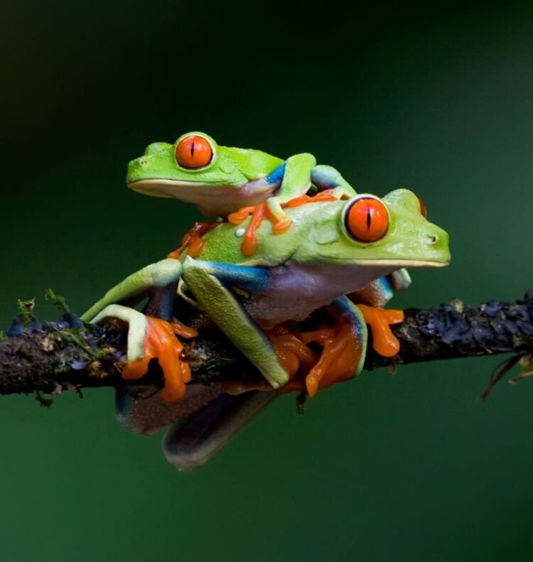 Cute Frogs 101: A Beginner's Guide to Adorable Amphibians Red-Eyed Tree Frogs