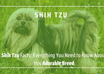 Shih Tzu Facts