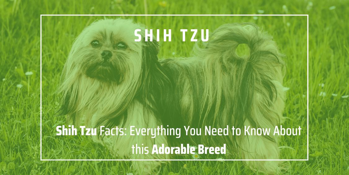 Shih Tzu Facts