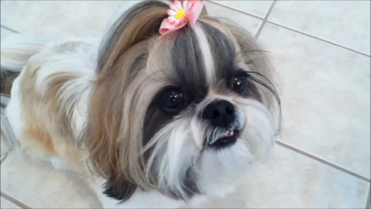 7 Reasons Why Shih TZU Are The Worst Dog