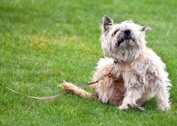 Signs Your Dog Has Flea