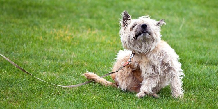 Signs Your Dog Has Flea