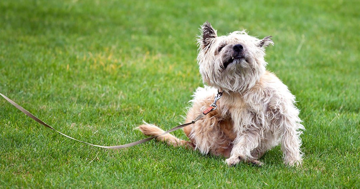 Signs Your Dog Has Flea