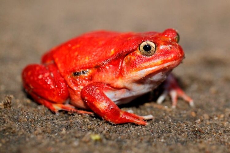 Cute Frogs 101: A Beginner's Guide to Adorable Amphibians Tomato Frog