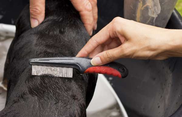 The Top Health Benefits of Regular Grooming for Your Pet Use a Flea Comb