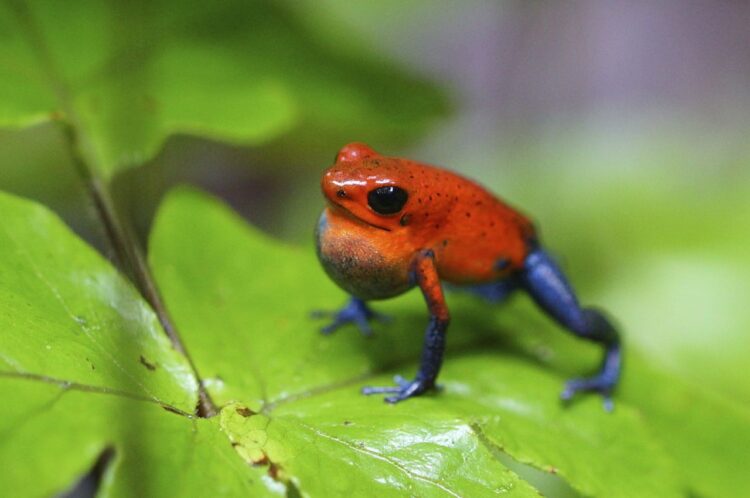 Cute Frogs 101: A Beginner's Guide to Adorable Amphibians What is a Cute Poison Dart Frog