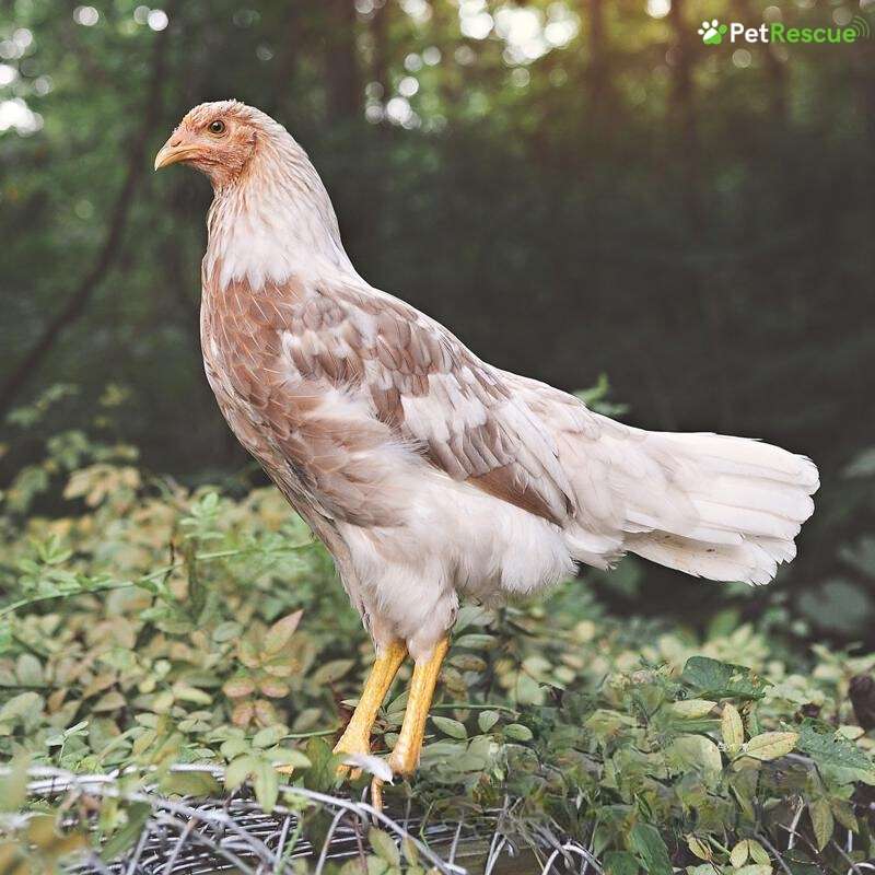 11 Best Chicken Breeds That Lay Blue Eggs Whiting True Blue
