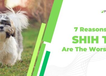 Why Shih TZU Are The Worst Dog