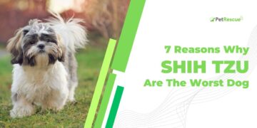 Why Shih TZU Are The Worst Dog