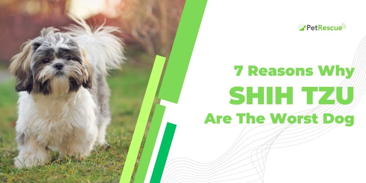 Why Shih TZU Are The Worst Dog