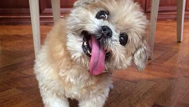 Why Shih TZU Are The Worst Dog