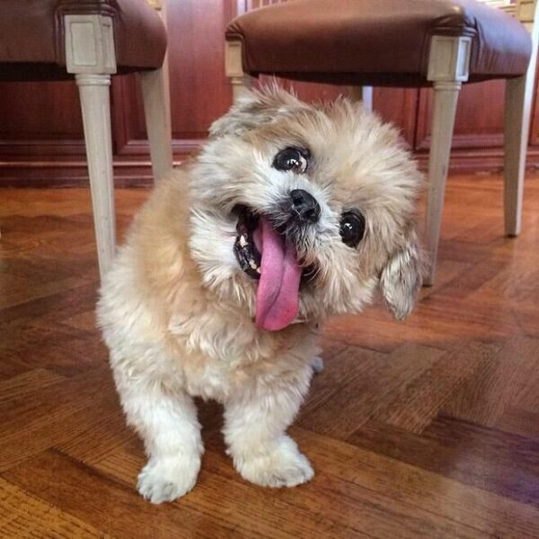 7 Reasons Why Shih TZU Are The Worst Dog Why Shih TZU Are The Worst Dog