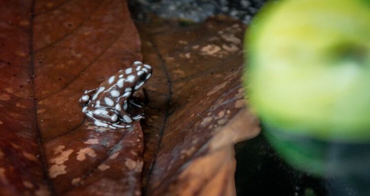 Cute Frogs 101: A Beginner's Guide to Adorable Amphibians cute frog wallpaper