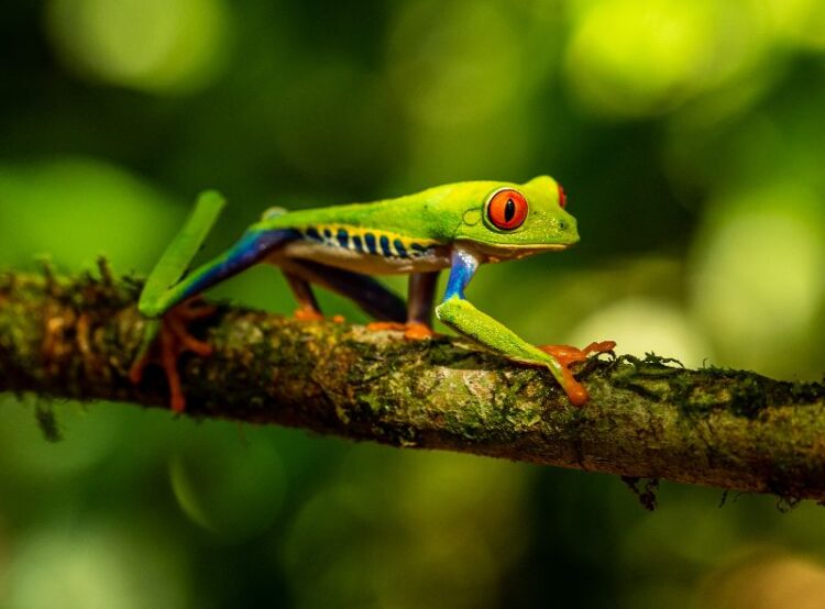 cute poison dart frog