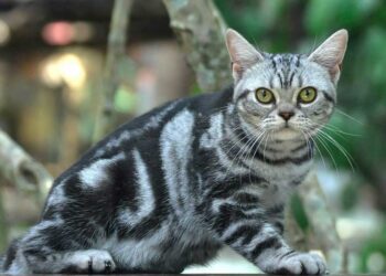 American Shorthair