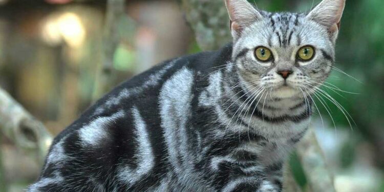 Low-Maintenance Cat Breeds for Busy Owners American Shorthair