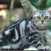 American Shorthair