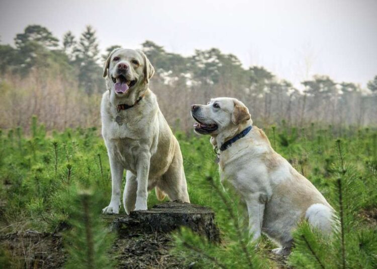 American vs. English Labradors: Unraveling the Distinctions American vs. English Labradors