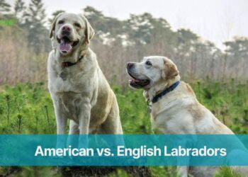 American vs. English Labradors