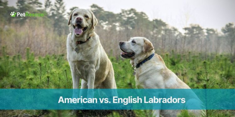 American vs. English Labradors