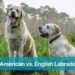 American vs. English Labradors
