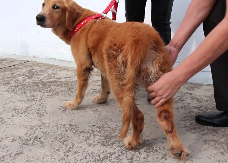 Arthritis in Golden Retrievers