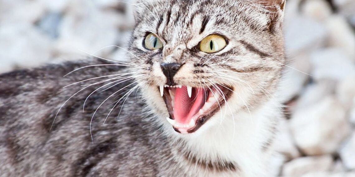 5 Most Aggressive Cat Breeds