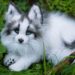 Canadian Marble Fox