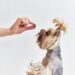 Precautions to Follow Before Giving Dog Antibiotics Dog Antibiotics