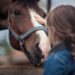 Horse Feed For Nutrition