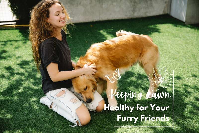 7 Tips For Keeping Your Lawn Safe And Healthy For Your Furry Friends