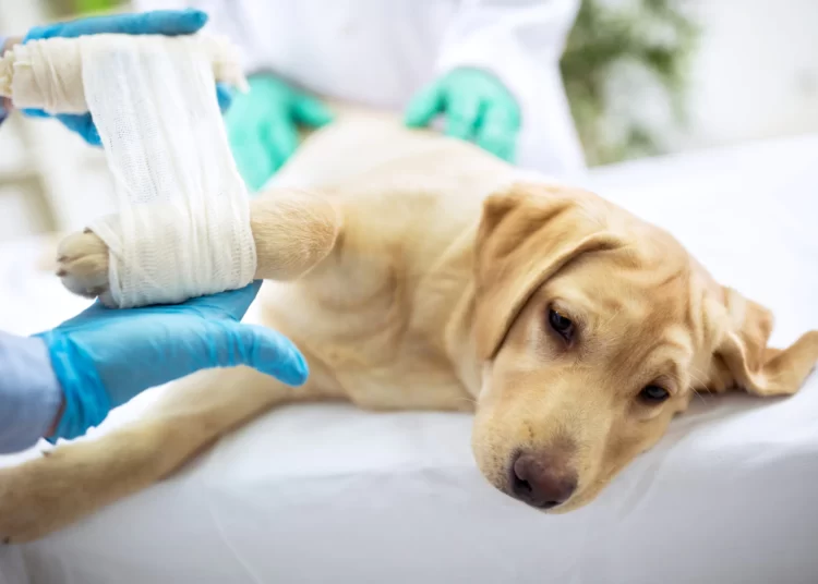 Top 5 Dog Breeds Most Likely to Suffer from Arthritis Labrador Retrievers Arthritis